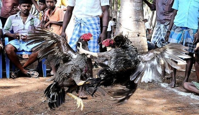 SC refuses to pass fresh order to stop cockfights in AP