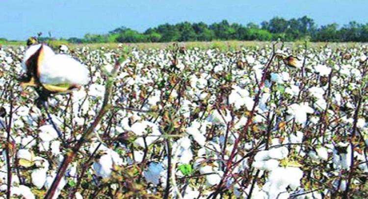 SC refuses to stay Delhi High Court order against Monsanto in patent case