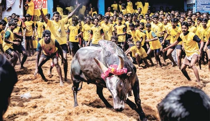 SC rejects plea for judgement on Jallikattu