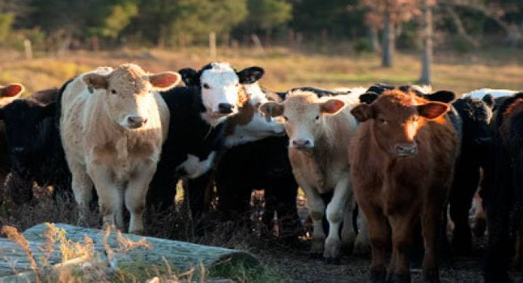 Order Extending Madras HC’s Stay On Cattle Rules: SC To Hear Clarification Petition