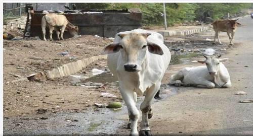 Jharkhand 'gau raksha' killing: 11 get life sentence