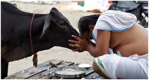 Cow Is A Substitute To Mother/God, Muslims Have No Fundamental Right To Slaughter Cows For Bakrid: Hyderabad HC