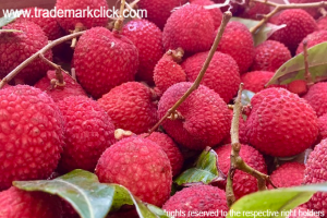 Shahi Litchi of Bihar successfully achieves the GI tag