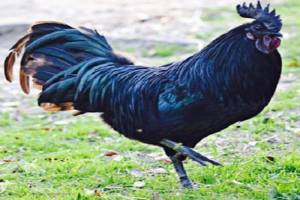 KADAKNATH : BONE OF CONTENTION